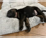 Small #2 Labrador Retriever Mix