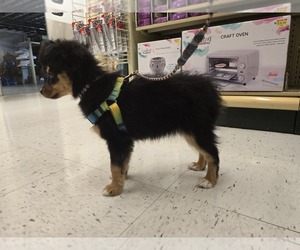 Miniature Australian Shepherd Puppy for sale in ARLINGTON, TX, USA