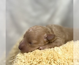 Poodle (Miniature) Puppy for sale in ADAMSVILLE, TN, USA