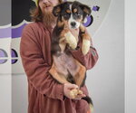 Small #3 Australian Terrier-Collie Mix