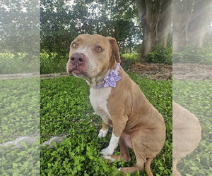 COURTESY POST: Luna - Female American Staffordshire Terrier-Unknown Mix Dog for Adoption - Photo #3