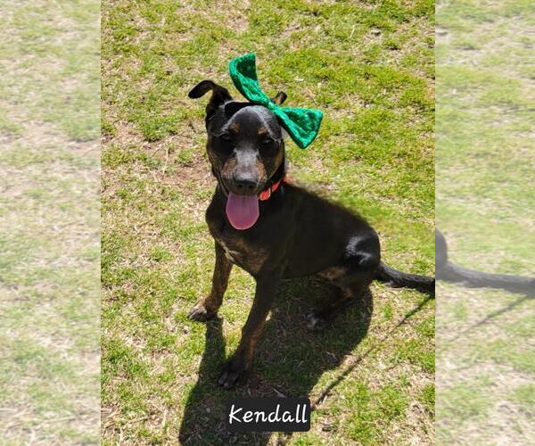 Medium Photo #5 Mutt Puppy For Sale in Granbury, TX, USA