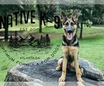 Small Photo #6 German Shepherd Dog Puppy For Sale in ATLANTA, GA, USA