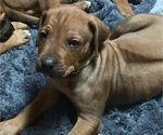 Puppy Puppy6 Lt green Rhodesian Ridgeback