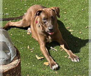 Chocolate Labrador retriever-Unknown Mix Dogs for adoption in Newfoundland, PA, USA