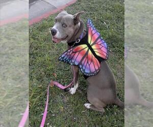Mutt Dogs for adoption in Santa Barbara, CA, USA