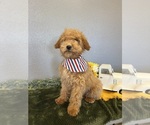 Small Photo #4 Mini Whoodle (Wheaten Terrier/Miniature Poodle) Puppy For Sale in DOSS, MO, USA