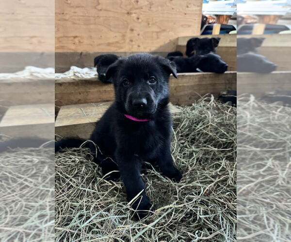 Medium Photo #2 German Shepherd Dog Puppy For Sale in Brewster, NY, USA