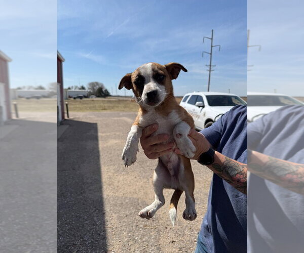 Medium Photo #2 Chiweenie Puppy For Sale in Great Bend, KS, USA