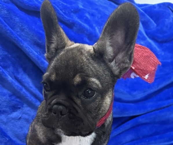 Medium Photo #2 French Bulldog Puppy For Sale in SLIDELL, LA, USA