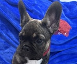 Small #1 French Bulldog