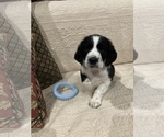 Small Photo #1 English Springer Spaniel Puppy For Sale in CENTER POINT, TX, USA