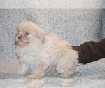 Small #5 Shih Tzu