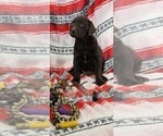 Small Photo #5 Labrador Retriever Puppy For Sale in MERIDEN, KS, USA