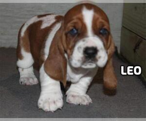 Basset Hound Puppy for sale in CRAWFORDVILLE, FL, USA