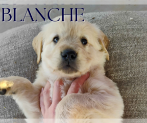 Golden Retriever Puppy for sale in ARIZONA CITY, AZ, USA