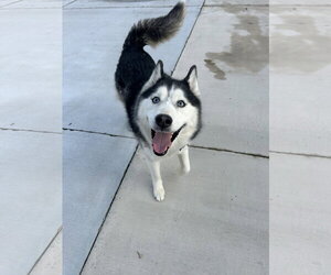 Siberian Husky Dogs for adoption in Lancaster, PA, USA