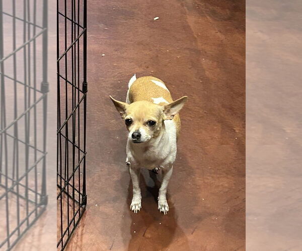 Medium Photo #1 Chihuahua Puppy For Sale in San Diego , CA, USA