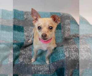 Milly - Female Chihuahua Dog for Adoption - Photo #6