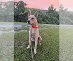 Small Photo #4 Shepradors Puppy For Sale in Attalka, AL, USA