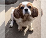 Small #5 Cavalier King Charles Spaniel
