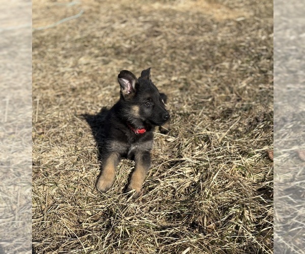 Medium Photo #4 German Shepherd Dog Puppy For Sale in SUMPTER TWP, MI, USA