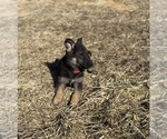 Small #3 German Shepherd Dog