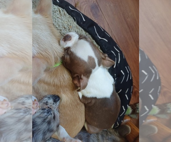 Medium Photo #13 Boston Terrier Puppy For Sale in ANNISTON, AL, USA