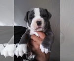 Small Photo #3 Olde English Bulldogge Puppy For Sale in AURORA, CO, USA