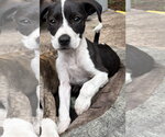 Small #4 Mutt