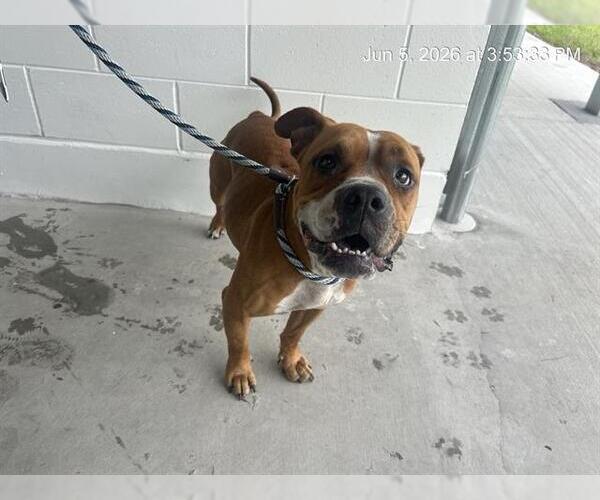 Medium Photo #1 Boxer Puppy For Sale in Ocala, FL, USA