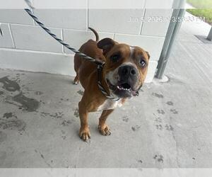 Boxer Dogs for adoption in Ocala, FL, USA