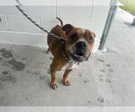 Small Boxer