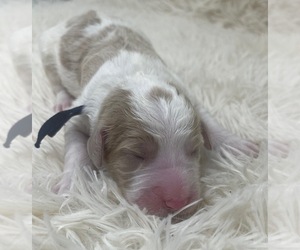 Medium Goldendoodle