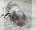 Puppy Mr Navy Blue Goldendoodle