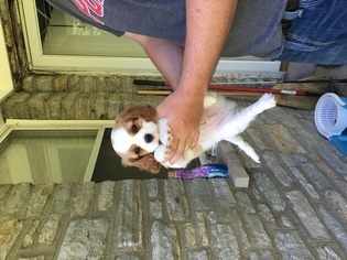 Cavalier King Charles Spaniel Puppy for sale in LEXINGTON, KY, USA