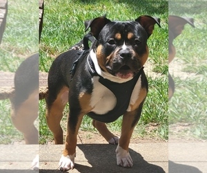 Father of the American Bully puppies born on 05/24/2025