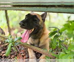 Small #2 Mutt