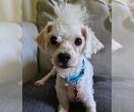 Small #1 Poodle (Miniature) Mix