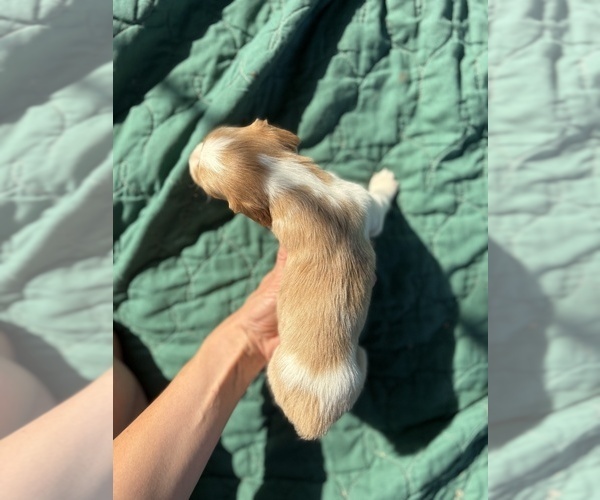 Medium Photo #9 Brittany Puppy For Sale in FISHER, IL, USA