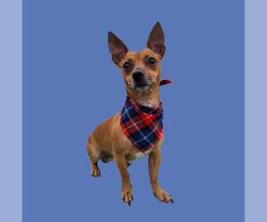 Chihuahua Dogs for adoption in Bakersfield, CA, USA