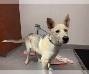 German Shepherd Dog-Siberian Husky Mix Dogs for adoption in Rancho Cucamonga, CA, USA