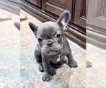 Small Photo #35 French Bulldog Puppy For Sale in CANYON, TX, USA