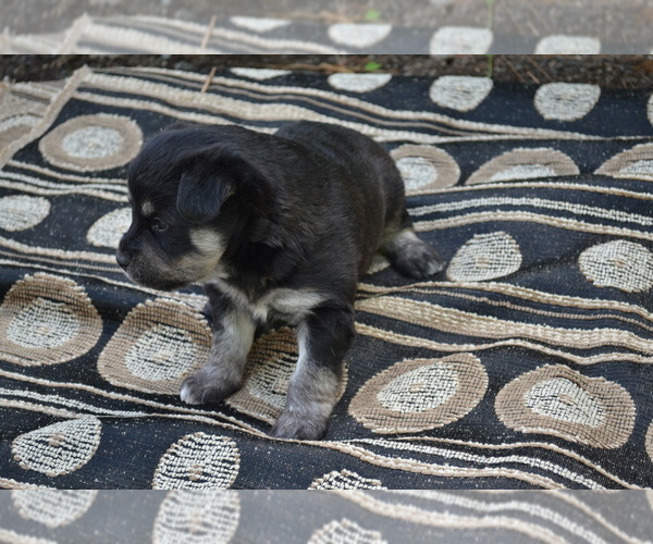 Medium Photo #2 Alaskan Klee Kai-Pomeranian Mix Puppy For Sale in GREENWOOD, WI, USA