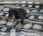 Small #1 Alaskan Klee Kai-Pomeranian Mix