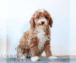 Small #1 Poodle (Miniature)