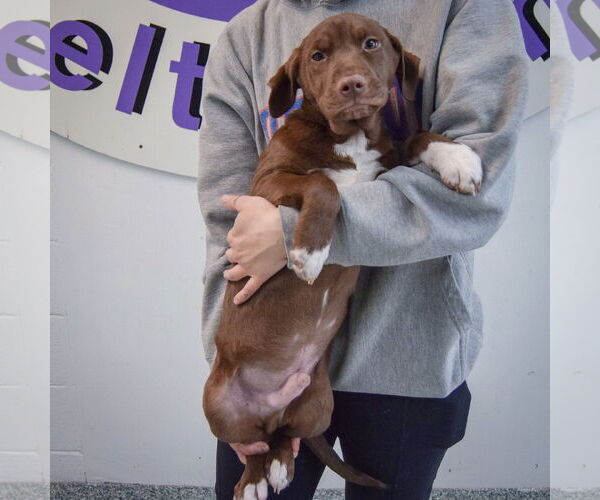 Medium Photo #3 Chocolate Labrador retriever-Unknown Mix Puppy For Sale in Huntley, IL, USA
