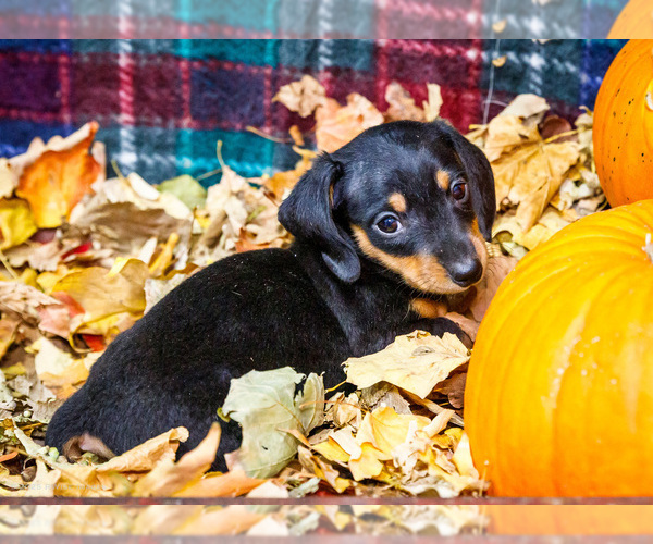 Medium Photo #32 Dachshund Puppy For Sale in WAKARUSA, IN, USA