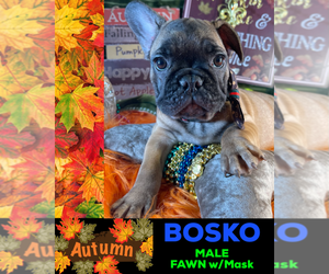 French Bulldog Puppy for sale in HEATHROW, FL, USA