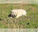 Small Photo #10 Golden Retriever Puppy For Sale in ATHENS, GA, USA